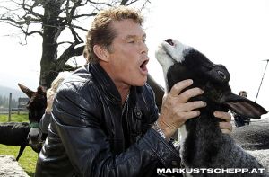 Hasselhoff1.JPG