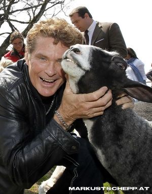 Hasselhoff2.JPG